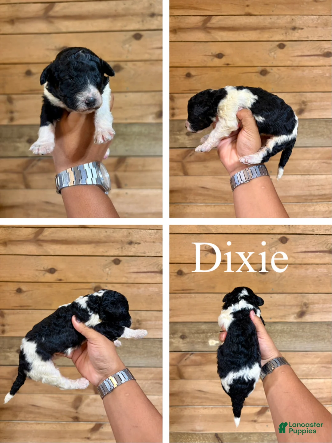 Bernedoodle dogs for sale: Dixie - Ad 1