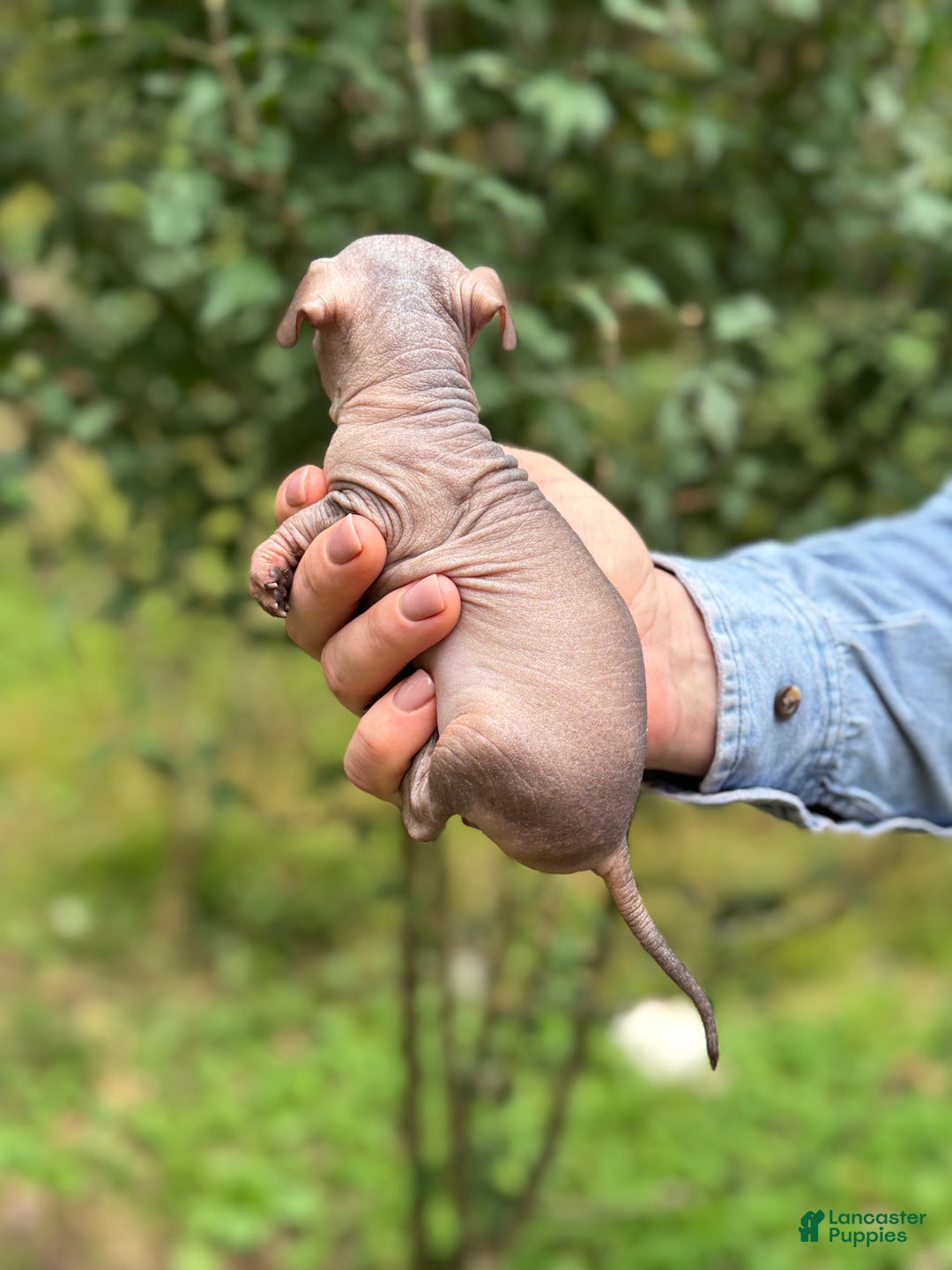 Mixed Breed dogs for sale: Cleopatra  - Ad 61