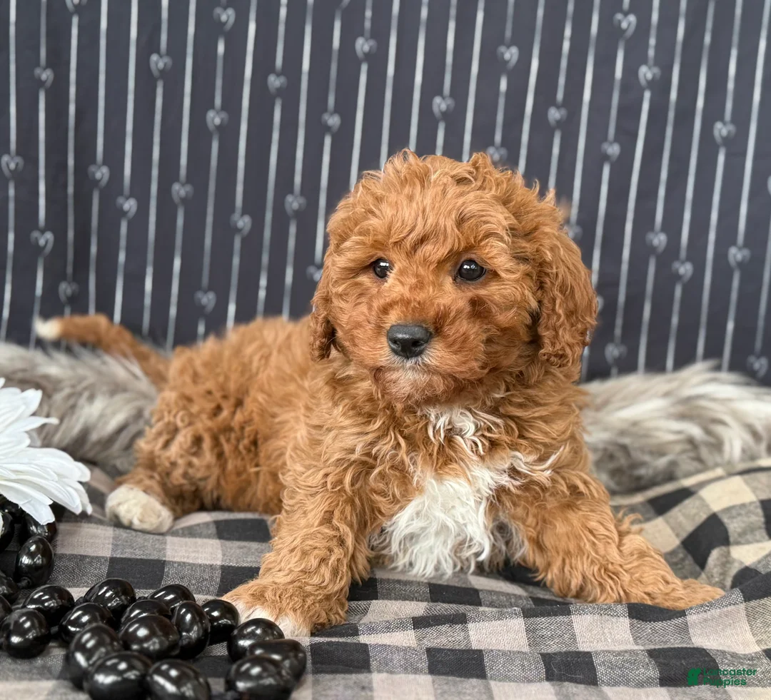 Cavapoo dogs for sale: Donovan - Ad 12
