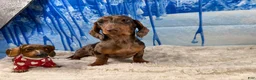 Miniature Dachshund dogs for sale: Rianna dappleShow boy - Ad 13