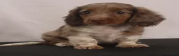 Dachshund dogs for sale: willie Jr  - Ad 5