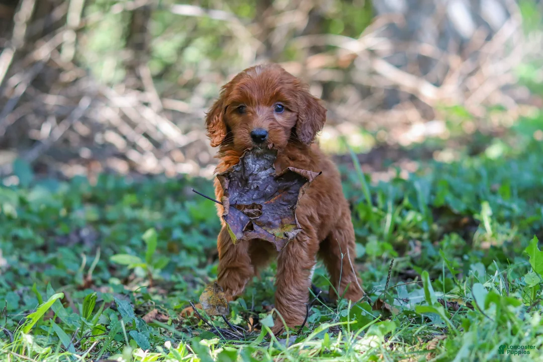 Goldendoodle dogs for sale: Chloe - Ad 1