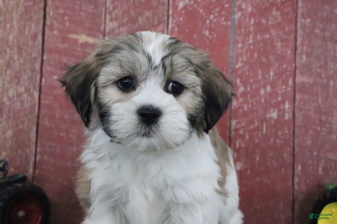 Teddy Bear dogs for sale: Louise - Ad 4