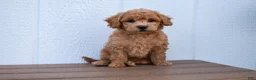 Bichpoo dogs for sale: Kyle 🐶💖 - Ad 27