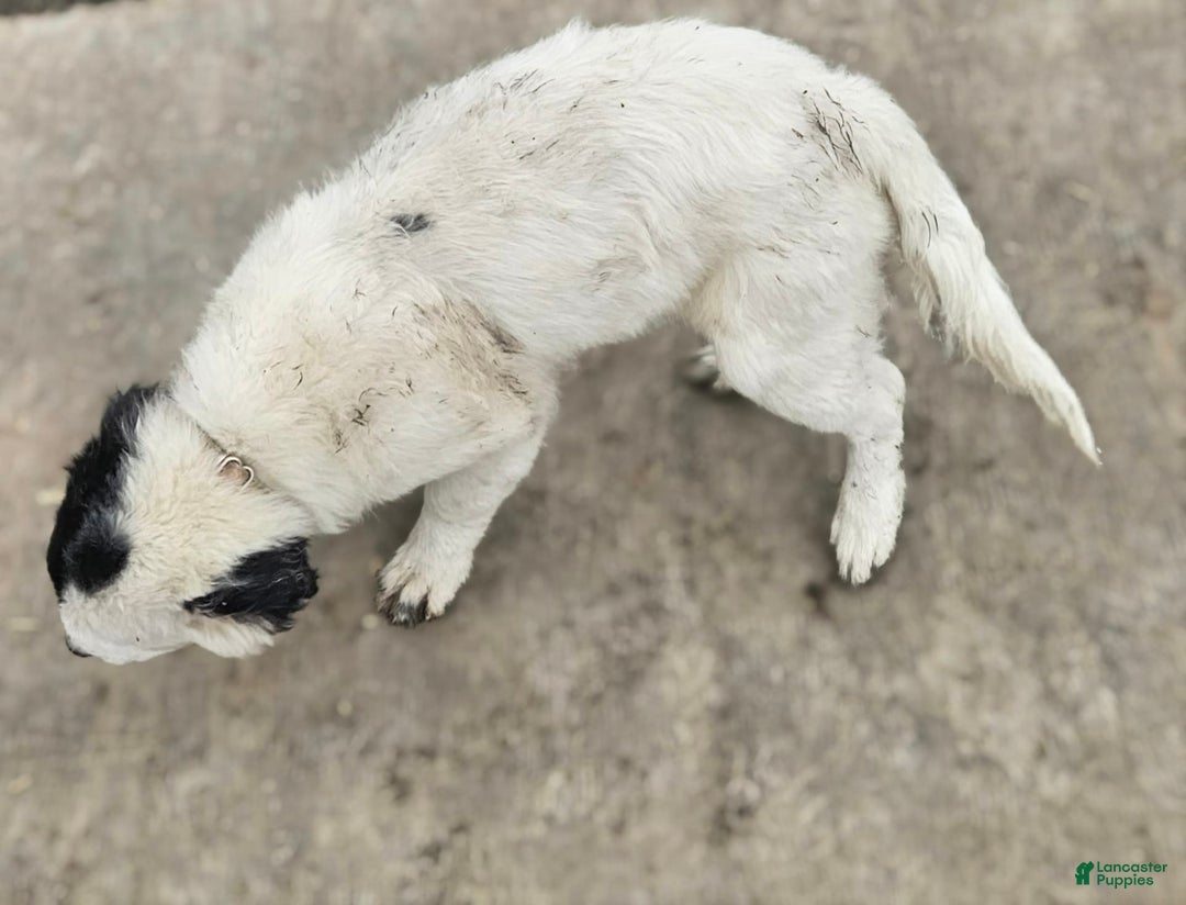 Border Collie dogs for sale: Divvy - Ad 19