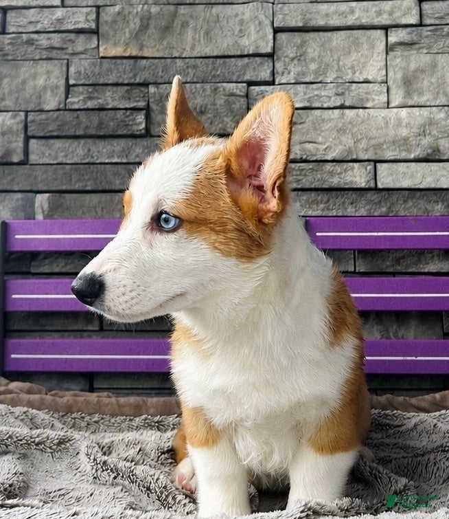 Welsh Corgi Pembroke dogs David Welsh Corgi Pembroke Puppy  - Ad 2