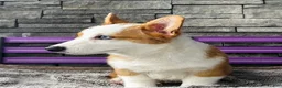 Welsh Corgi Pembroke dogs for sale: David Welsh Corgi Pembroke Puppy  - Ad 2