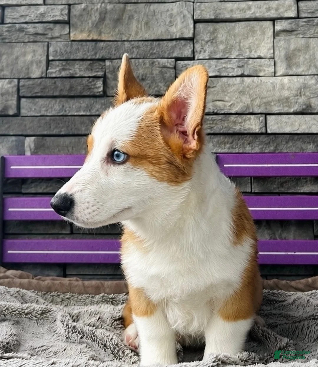Welsh Corgi Pembroke dogs for sale: David Welsh Corgi Pembroke Puppy  - Ad 2