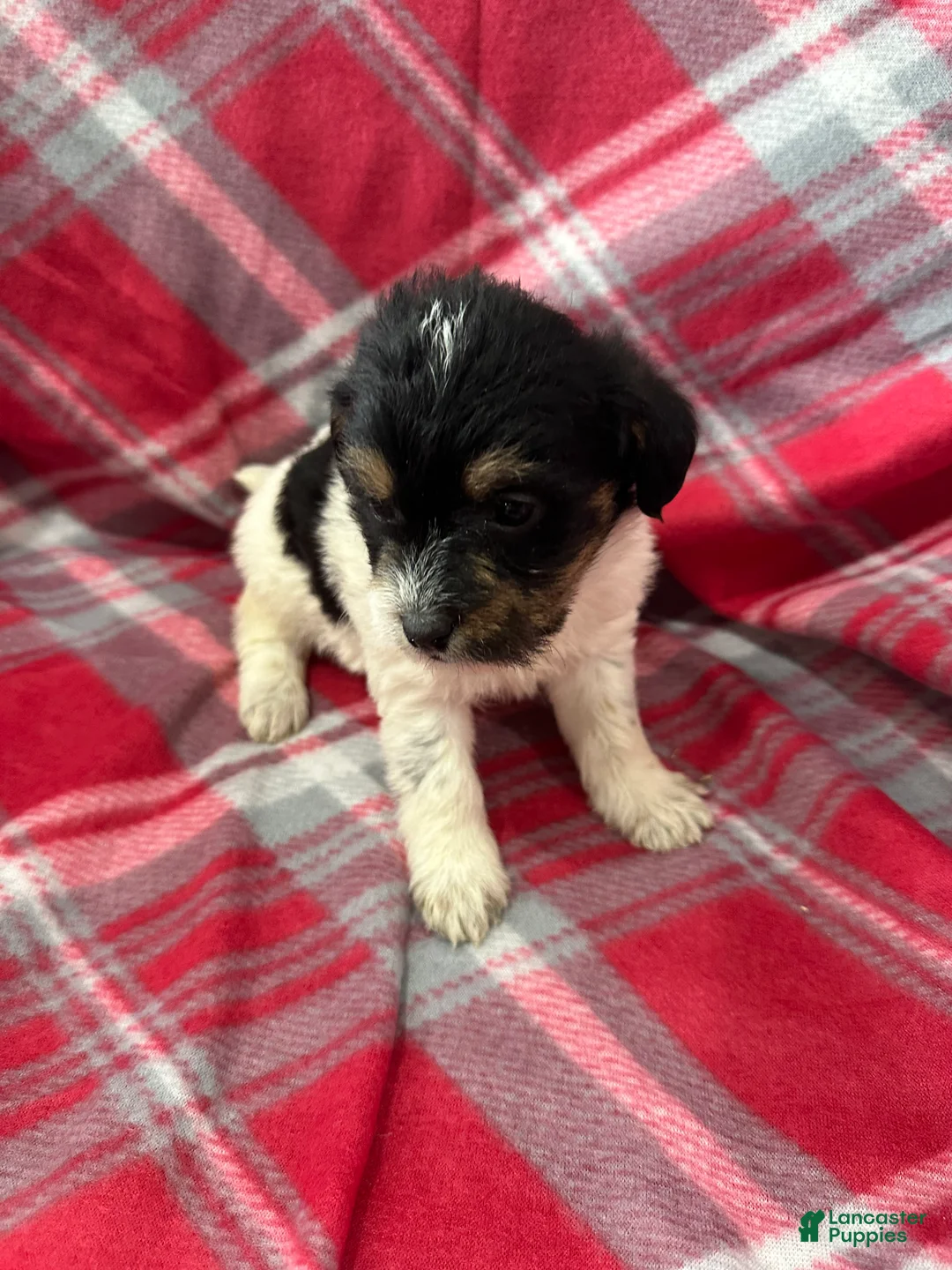 Jackapoo dogs for sale: Jackapoo Puppy 2 - Ad 2