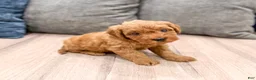 Mini Goldendoodle dogs for sale: Max - Ad 3