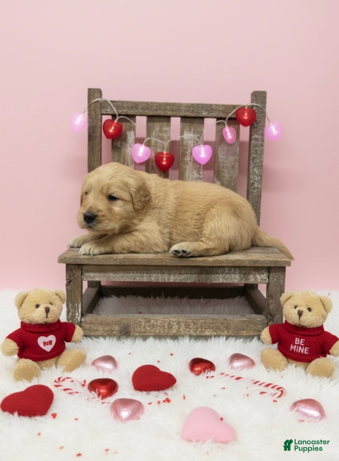 Golden Retriever dogs Golden Retriever Puppy 5 - Ad 34