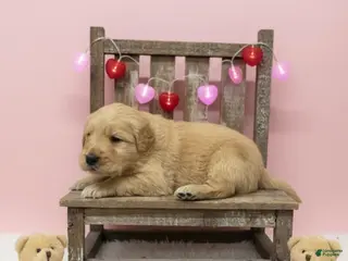 Golden Retriever dogs Golden Retriever Puppy 5 - Ad 34