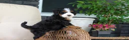Mini Bernedoodle dogs for sale: Ellie - Ad 10