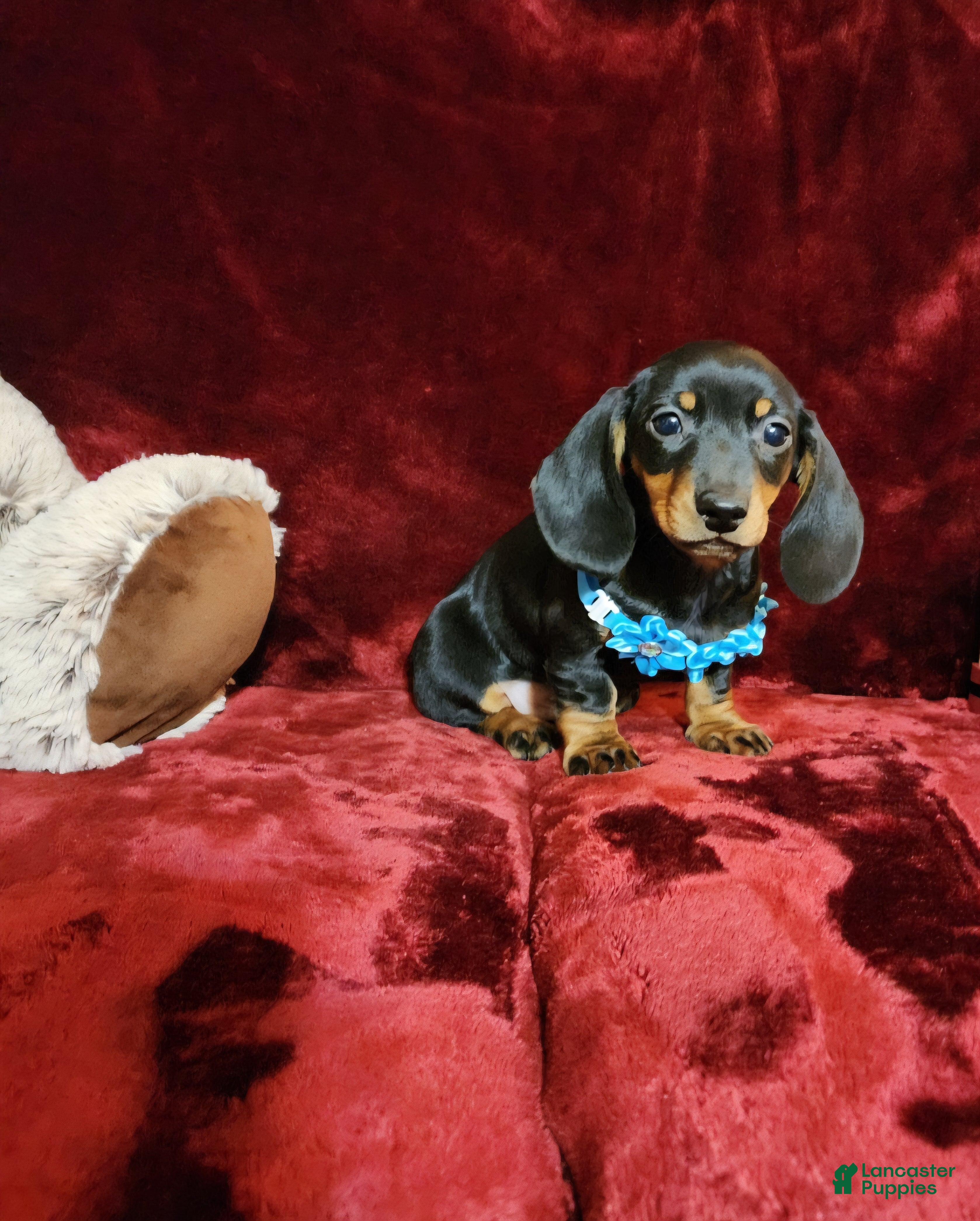 Miniature Dachshund dogs BABY BOY HANK - Ad 13