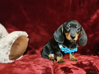 Miniature Dachshund dogs BABY BOY HANK - Ad 13