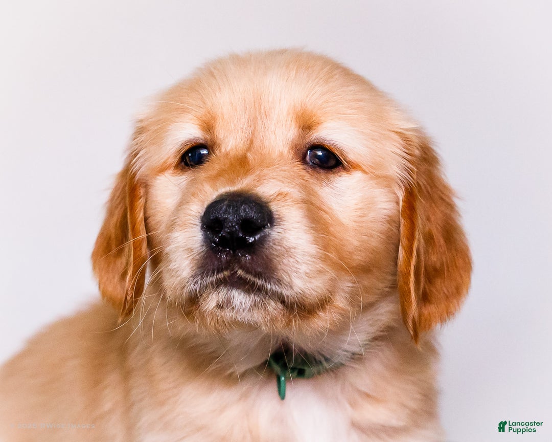 Golden Retriever dogs for sale: Heidi - Ad 2