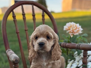 English Cocker Spaniel dogs - Ad 13