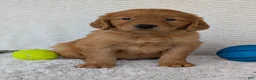 Golden Retriever dogs for sale: Lincoln  - Ad 12