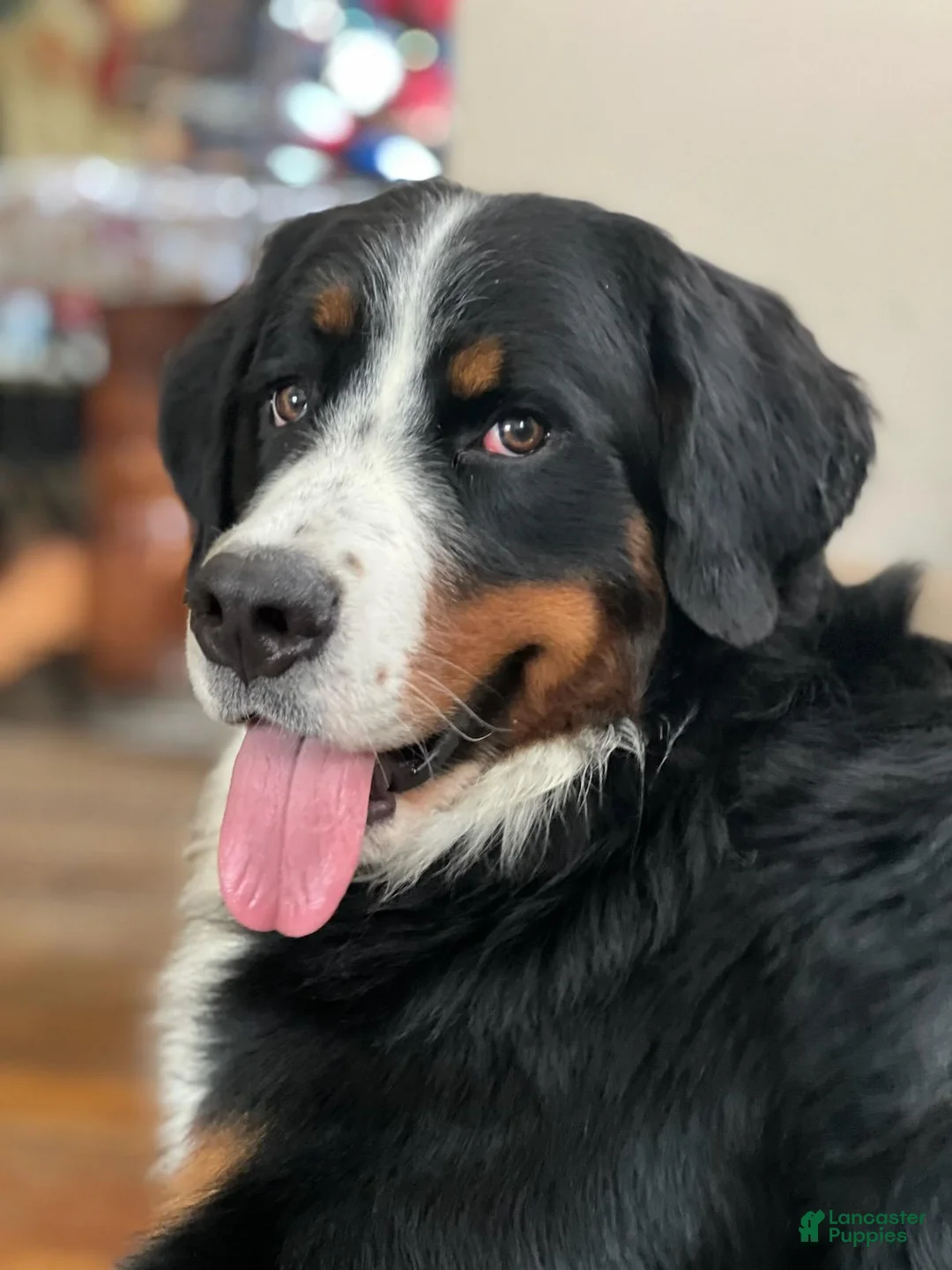 Mixed Breed dogs for sale: Mixed Breed Puppy 7 - Ad 1