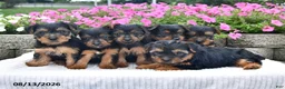 Yorkshire Terrier dogs for sale: Aaron - Ad 5