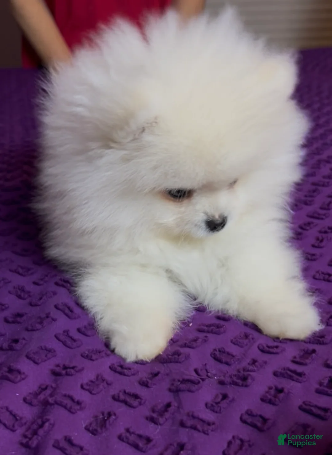 Pomeranian dogs for sale: Mojito - Ad 4