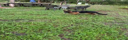 German Shepherd dogs for sale: German Shepherd 1 - Ad 2