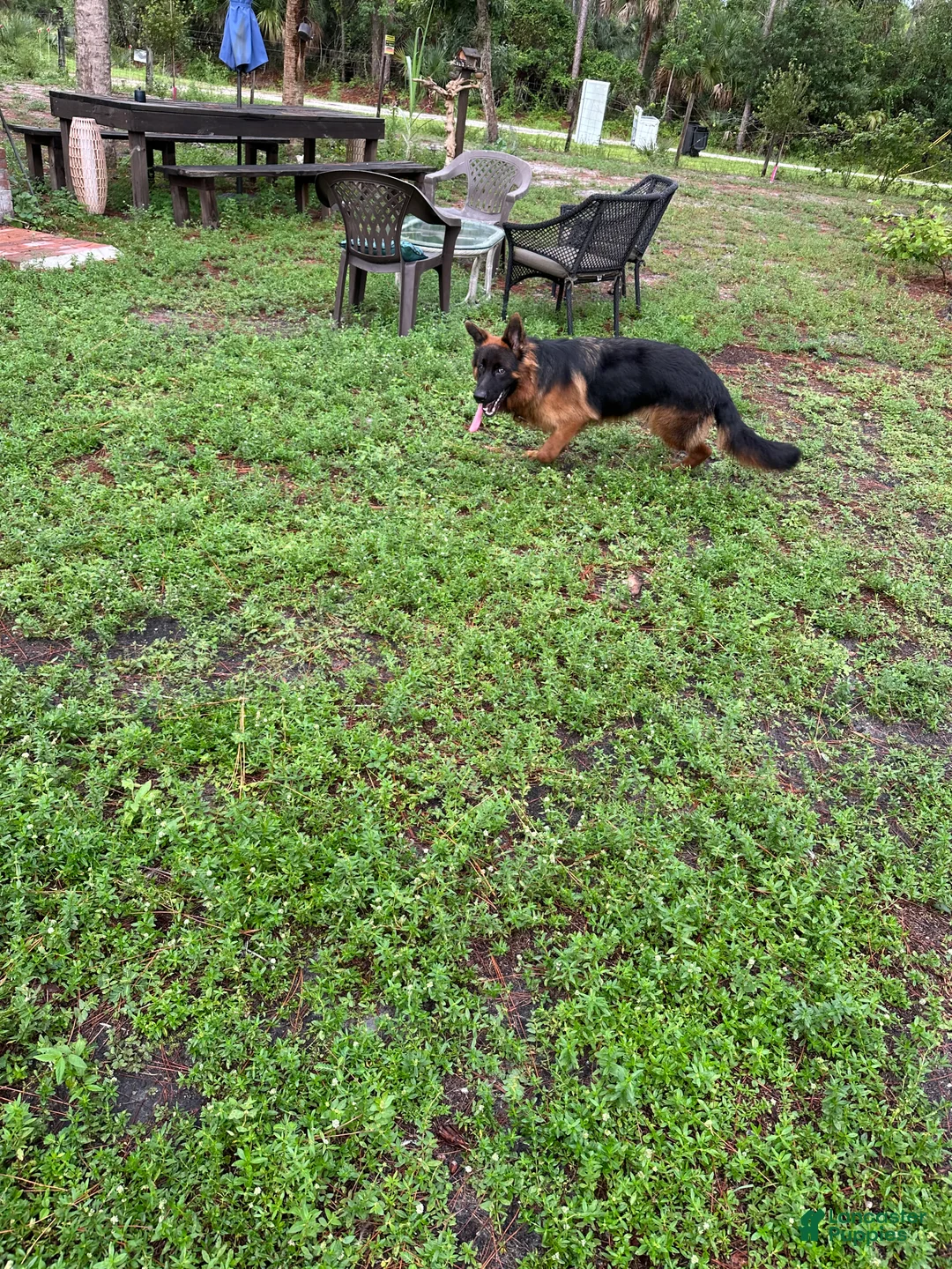 German Shepherd dogs for sale: German Shepherd 1 - Ad 2