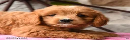 Mixed Breed dogs for sale: Lira - Ad 4