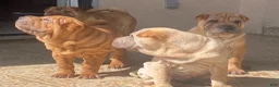 Shar Pei dogs for sale: Goose - Ad 19
