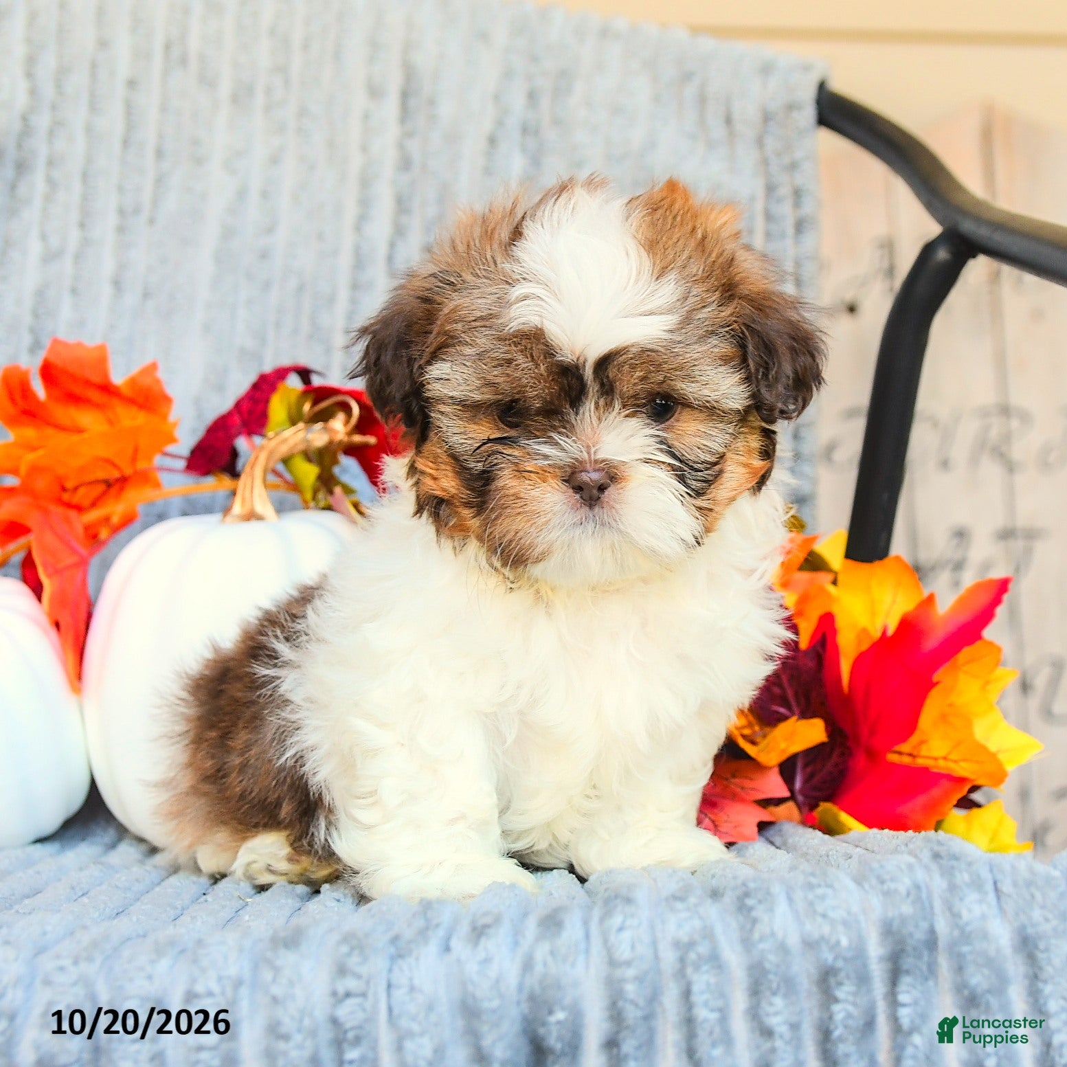 Shih Tzu dogs Cinnamon - Ad 1