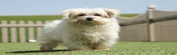 Maltese dogs for sale: Jakson - Ad 6