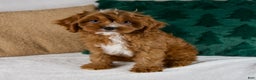Cavapoo dogs for sale: Audi - Ad 1