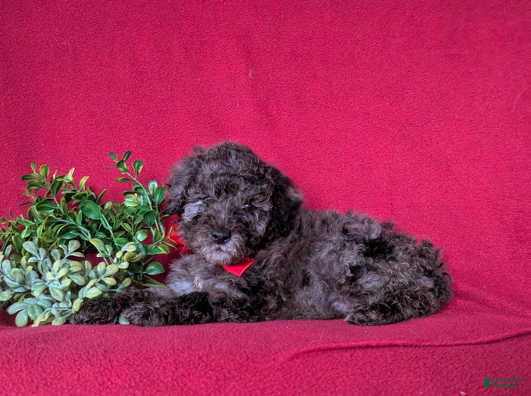 Miniature Poodle dogs for sale: Wesley - Ad 4