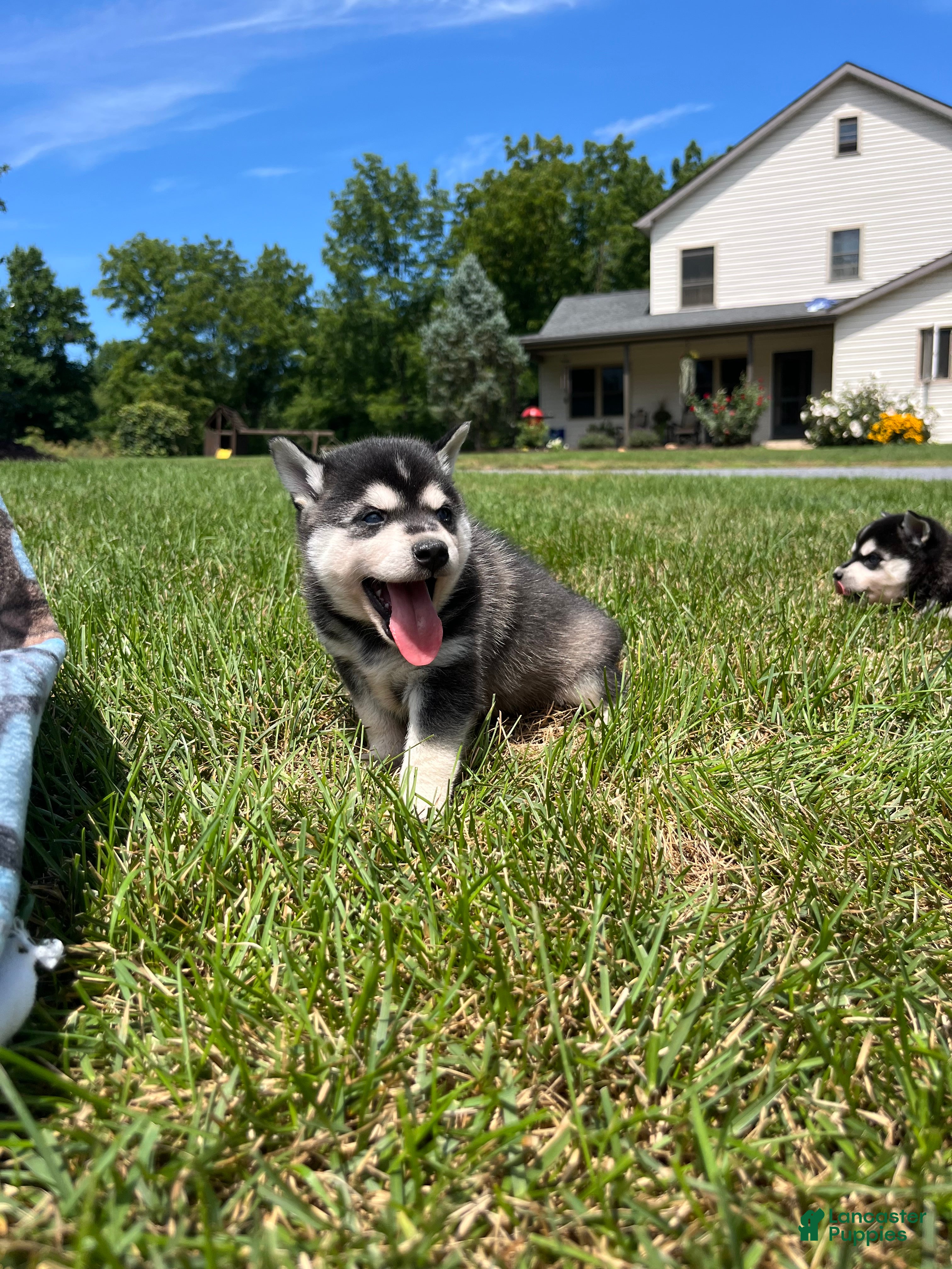 Alaskan Klee Kai dogs Thor❤️ICA Registered🐾Text or call 610-643-6846 - Ad 2