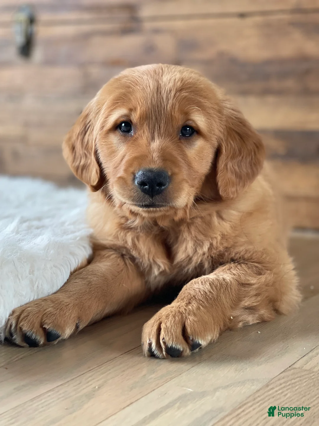 Golden Retriever dogs for sale: Tucker - Ad 2