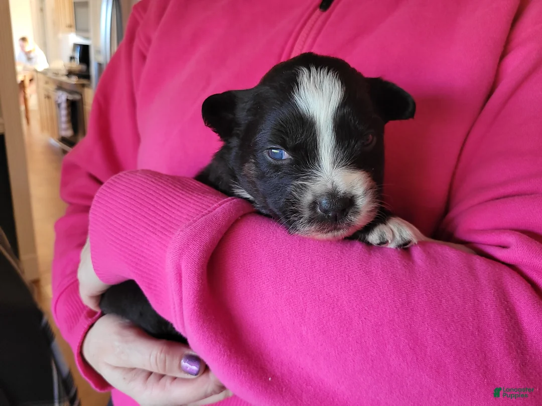 Australian Shepherd dogs for sale: Bucky - Ad 1