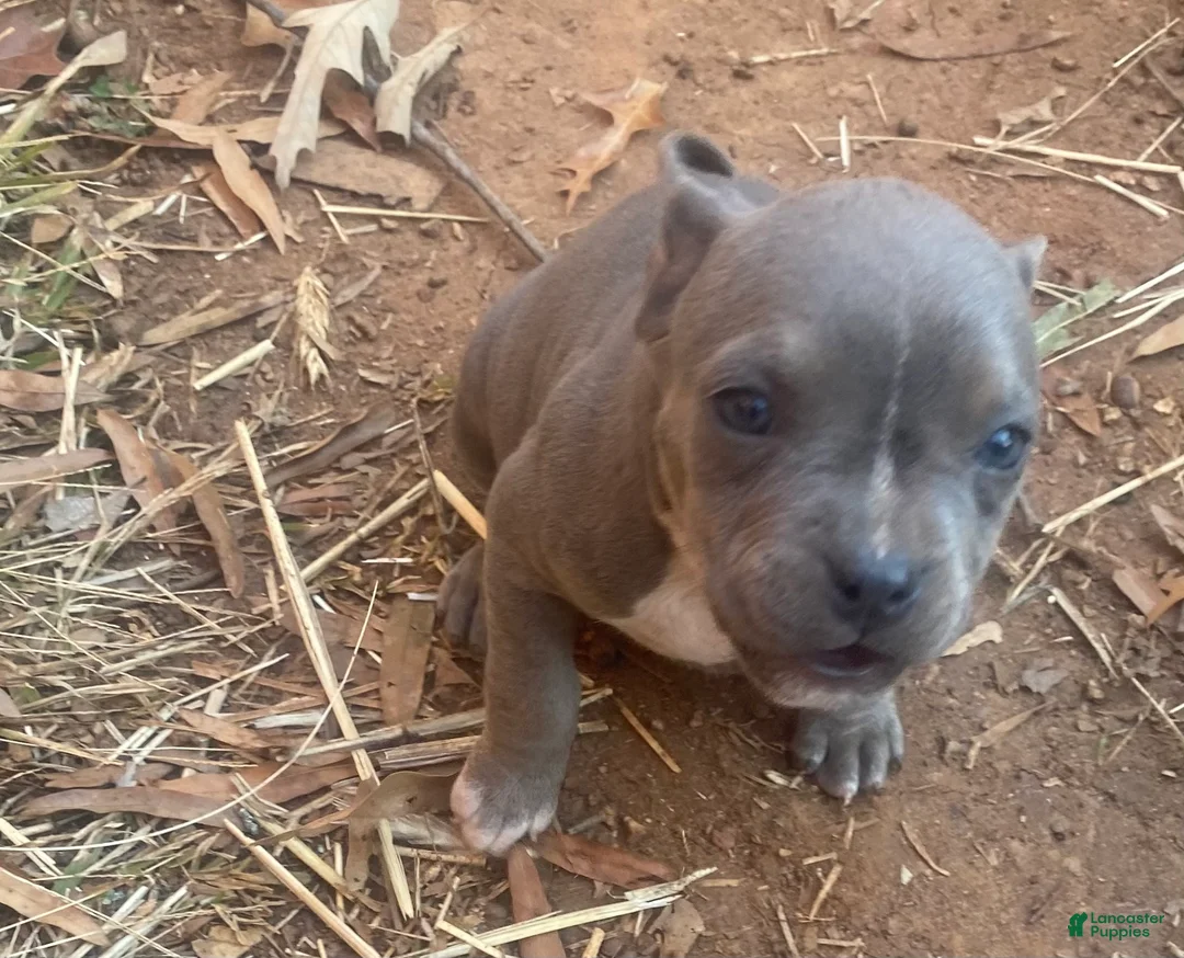 Mixed Breed dogs for sale: Mixed Breed Puppy 4 - Ad 1