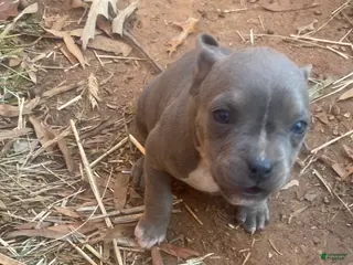 Mixed Breed dogs Mixed Breed Puppy 4 - Ad 17