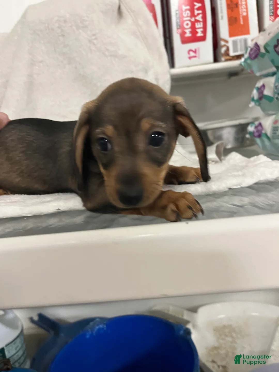 Miniature Dachshund dogs for sale: Joseph  - Ad 2