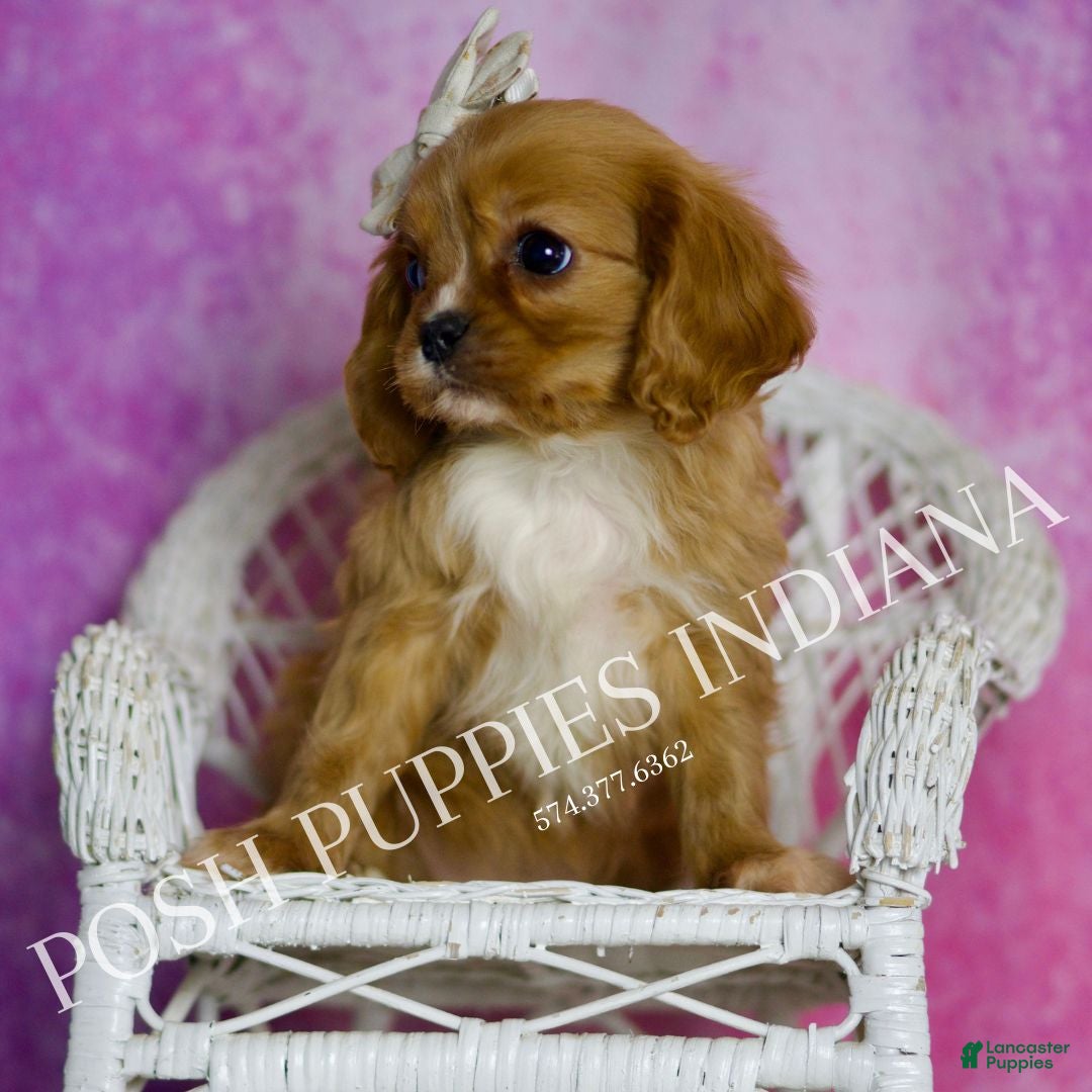 Cavalier King Charles Spaniel dogs for sale: Rose - Ad 5