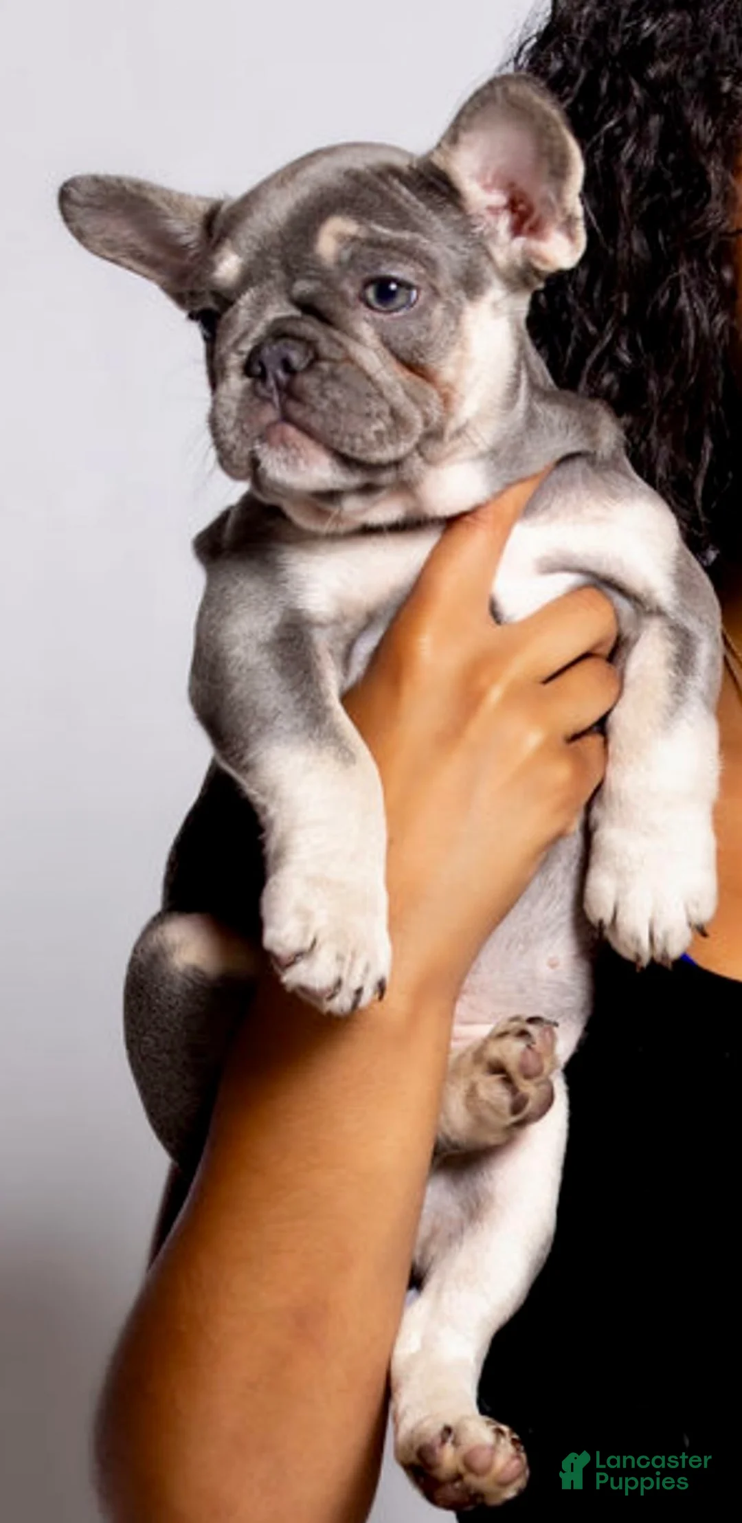 French Bulldog dogs for sale: French Bulldog Puppy 4 - Ad 2
