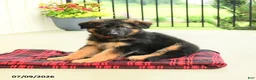 German Shepherd dogs for sale: Rosalie - Ad 3