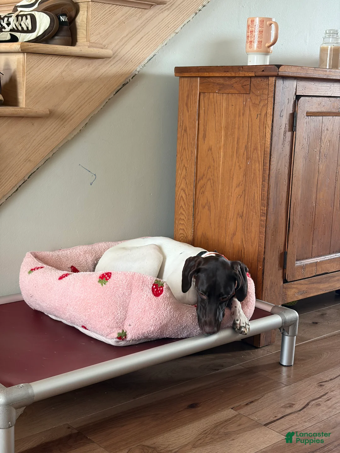 German Shorthaired Pointer dogs for sale: German Shorthaired Pointer 1 - Ad 3