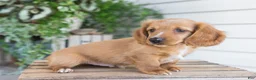 Dachshund dogs for sale: Harvey - Ad 8