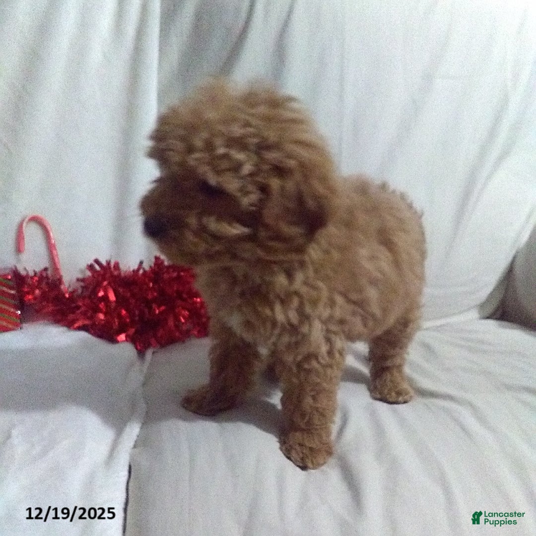 Mini Goldendoodle dogs for sale: Jolly - Ad 2