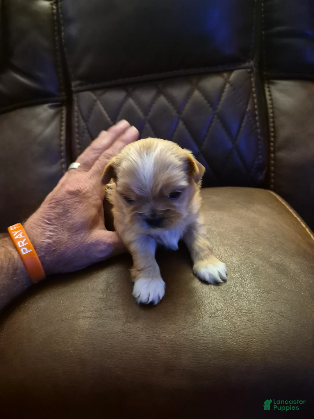 Shih Tzu dogs for sale:  2 - Ad 2