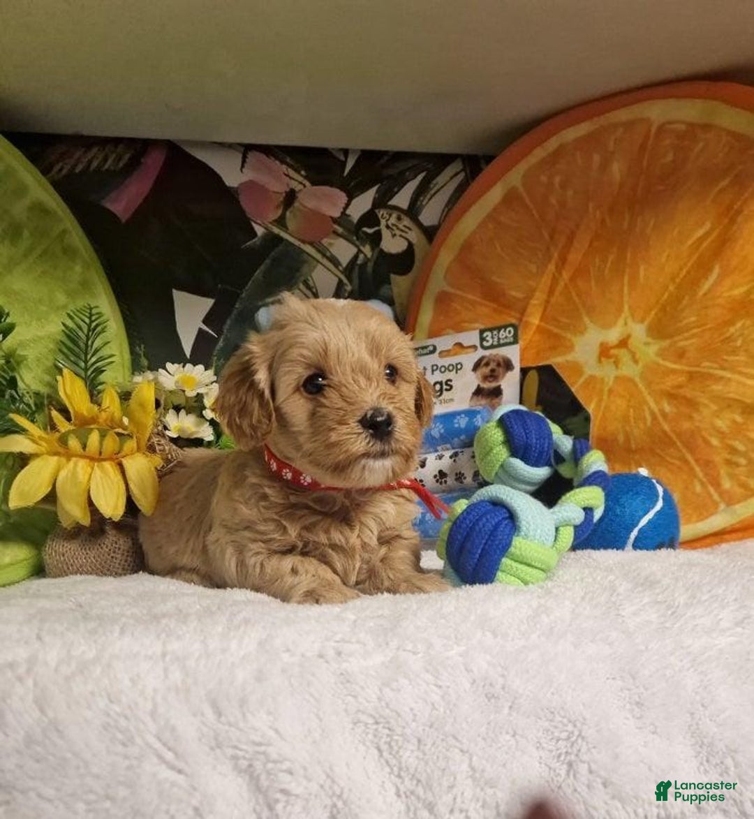 Maltipoo dogs for sale: Billy - Ad 10
