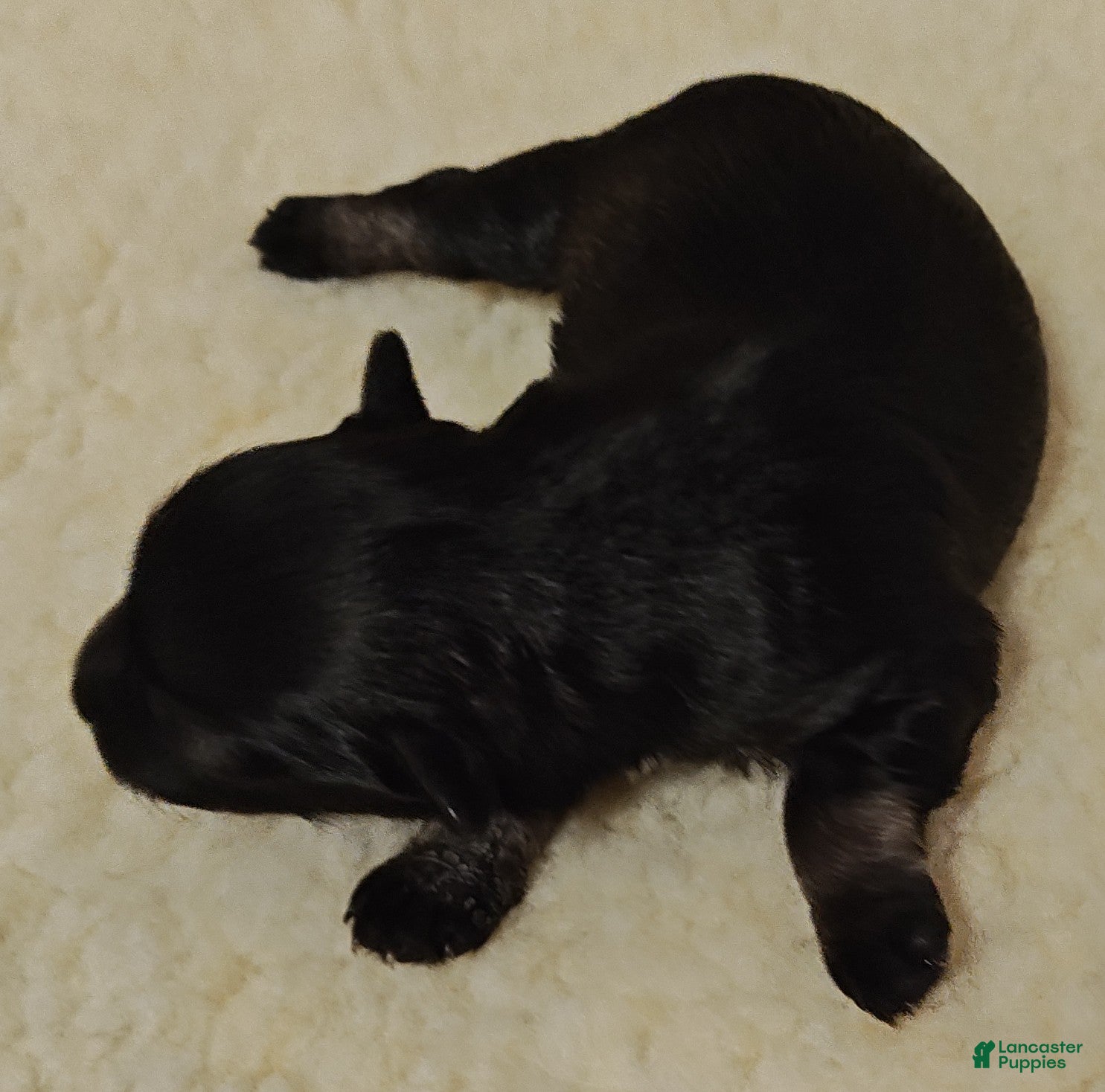 Miniature Schnauzer dogs Girl 1 - Ad 4