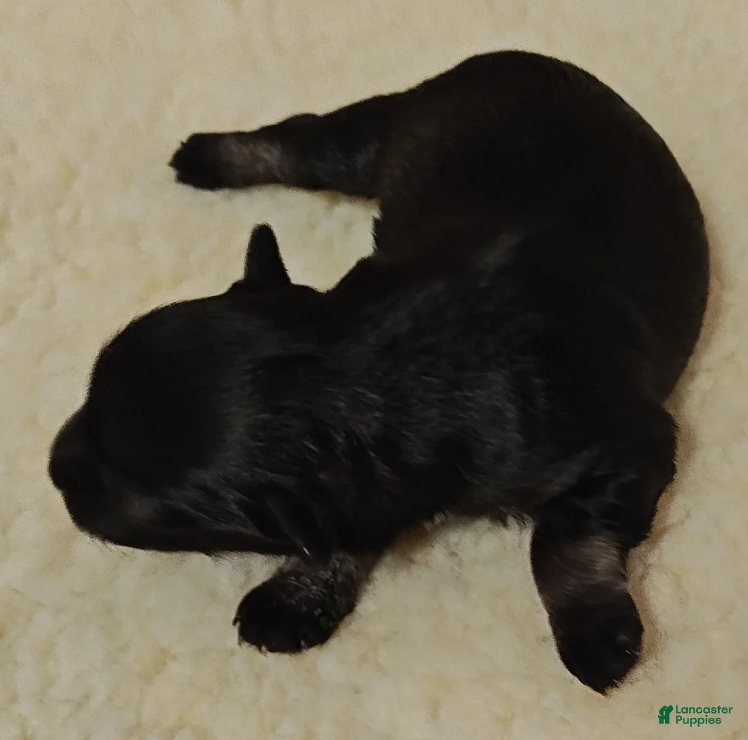 Miniature Schnauzer dogs for sale: Girl 1 - Ad 1
