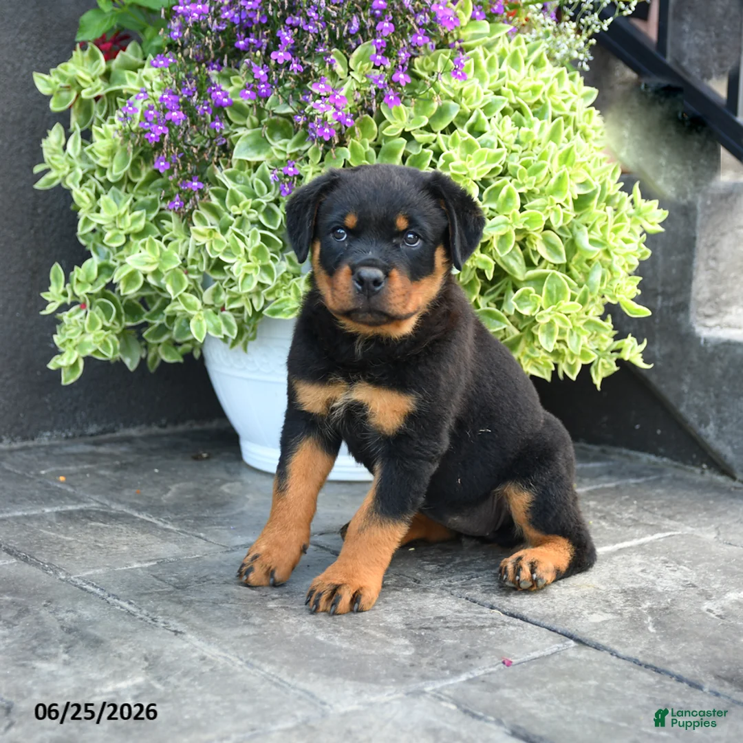 Rottweiler dogs for sale: Smartie - Ad 2